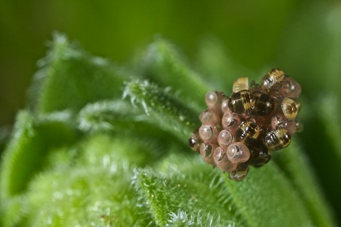 Pentatomidae o Cydnidae? Cydnidae (neanidi)